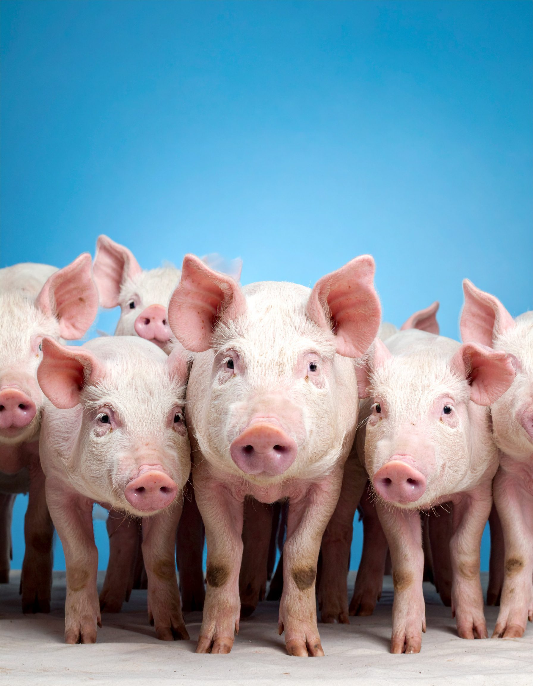 Firefly__group of pigs; blue background 950487